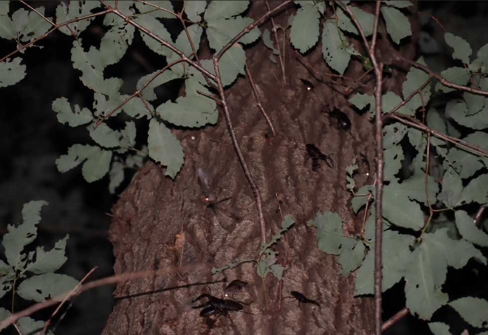 ノコギリクワガタ-ペア＋２♂、カブトムシ1♂_No．１のコナラ_クワガタ達のオアシス _2023年6月21日20時35分気温21.2度